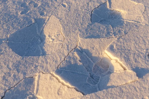 Schnee Fotografiert Der Wintersaison Die Nach Einem Schneefall Erschien Nahaufnahme — Stockfoto