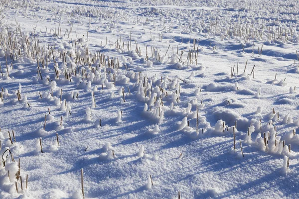 Tallos Trigo Cubiertos Nieve Invierno Foto Cerca Granja — Foto de Stock