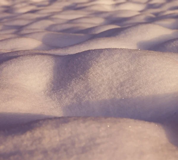 Tiges Blé Recouvert Neige Hiver Photo Gros Plan Sur Ferme — Photo