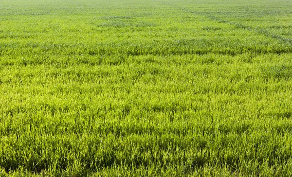 Выходит Пшеницы Покрытой Снегом Зимой Фото Крупным Планом Ферме — стоковое фото