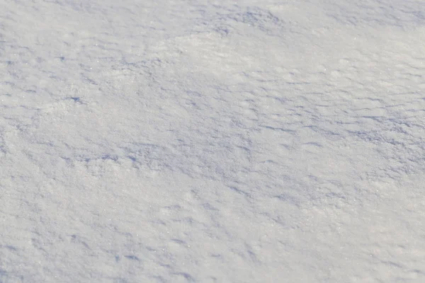 冬に雪に覆われた小麦から茎 農場の写真がクローズアップされ — ストック写真