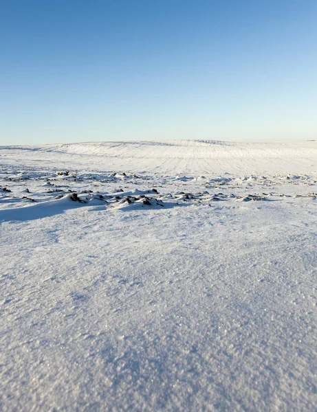 Vychází Pšenice Pokryté Sněhem Zimě Fotografie Zblízka Farmě — Stock fotografie