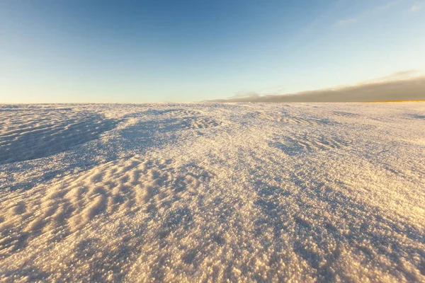 Stengels Van Tarwe Bedekt Met Sneeuw Winter Foto Close Boerderij — Stockfoto