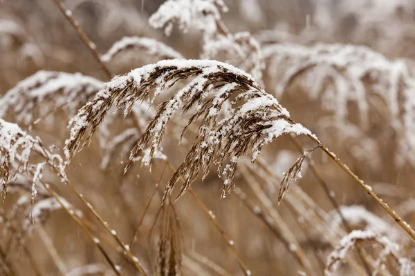 Wyroby Pszenicy Pokryte Śniegiem Zimie Zdjęcie Zbliżenie Farmie — Zdjęcie stockowe