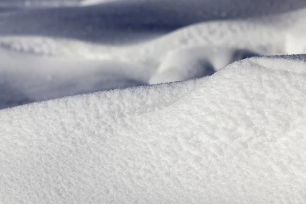 冬に雪に覆われた小麦から茎 農場の写真がクローズアップされ — ストック写真