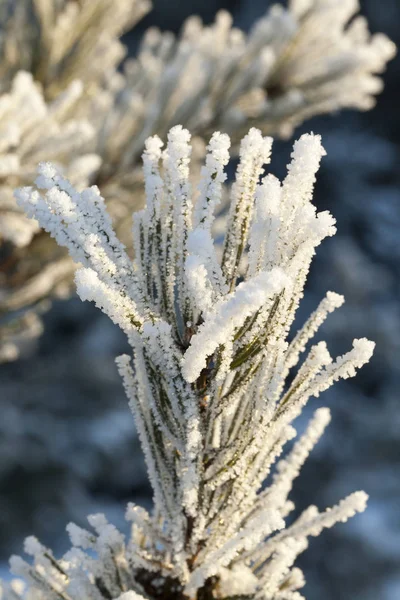 Vychází Pšenice Pokryté Sněhem Zimě Fotografie Zblízka Farmě — Stock fotografie