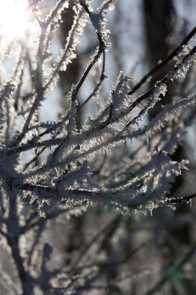 Hastes Trigo Coberto Com Neve Inverno Foto Close Fazenda — Fotografia de Stock