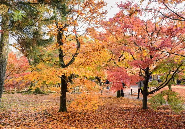 Jesienny Ogród Klon Kolor Piku Pozostawia Tofukuji Świątyni Kioto Japonia — Zdjęcie stockowe