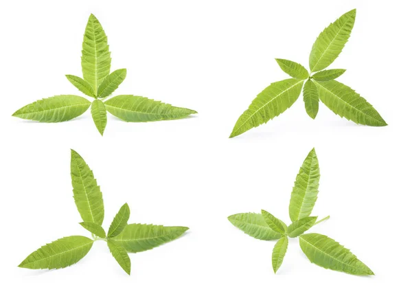 Набор Perfect Lemon Verbena Leaf Isolated White Fone — стоковое фото