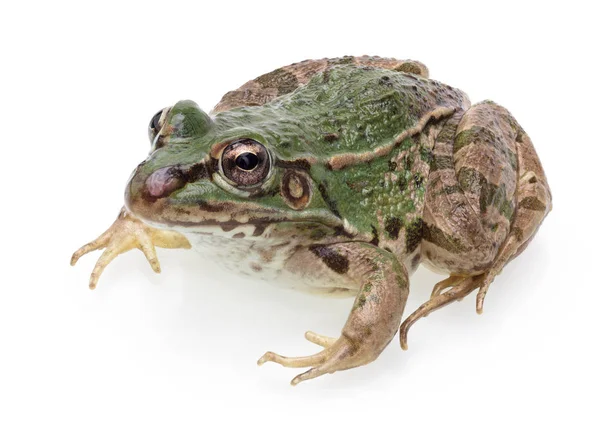 Een Schattige Kikker Geïsoleerd Witte Achtergrond Volle Velddiepte — Stockfoto