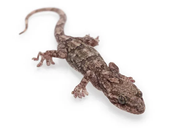 Cute Gecko Izolowane Białym Tle Pełnej Głębokości Pola — Zdjęcie stockowe