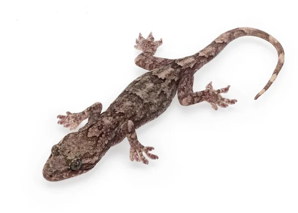 フィールドの深さに白い背景に隔離されたかわいいGecko — ストック写真