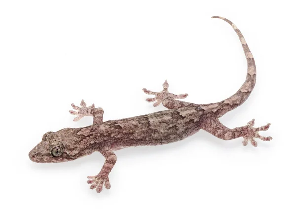 Lindo Gecko Aislado Sobre Fondo Blanco Plena Profundidad Campo — Foto de Stock