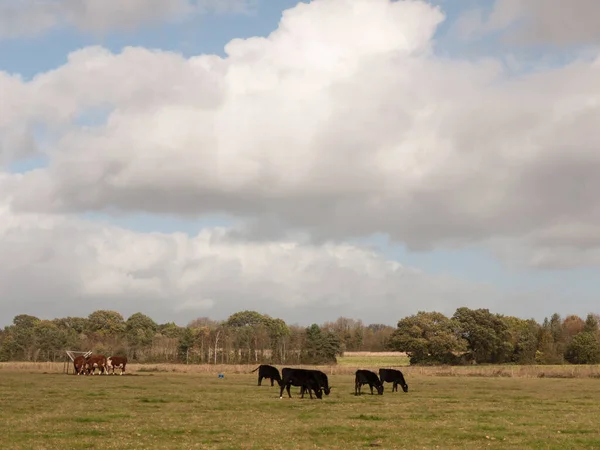 Impresionantes Vacas Marrones Negras Pastos Pastoreo Granja Lechera — Foto de Stock