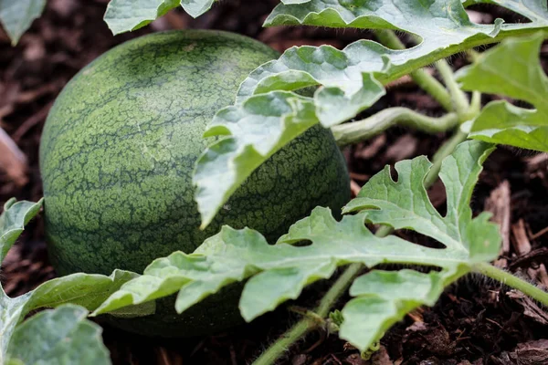 Melon Plant Melon — Stock Photo, Image