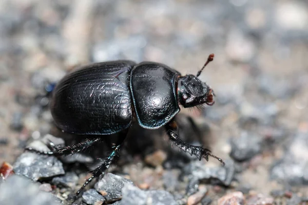 可変葉甲虫 クリソメラ変種 森林糞甲虫 — ストック写真