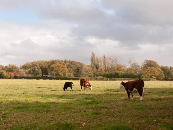 Farmářské Krávy Pasoucí Zelených Pastvinách — Stock fotografie