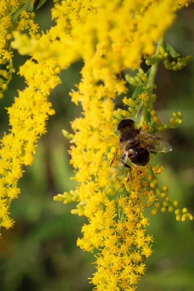 Vackra Blommor Blommigt Koncept Bakgrund — Stockfoto