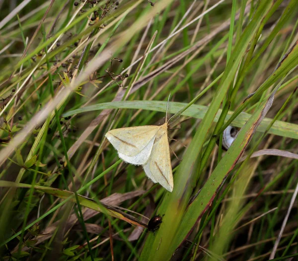 Vue Rapprochée Beau Papillon Coloré — Photo