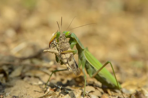 Mantis Πιάνει Μπλε Wasteland Bug — Φωτογραφία Αρχείου