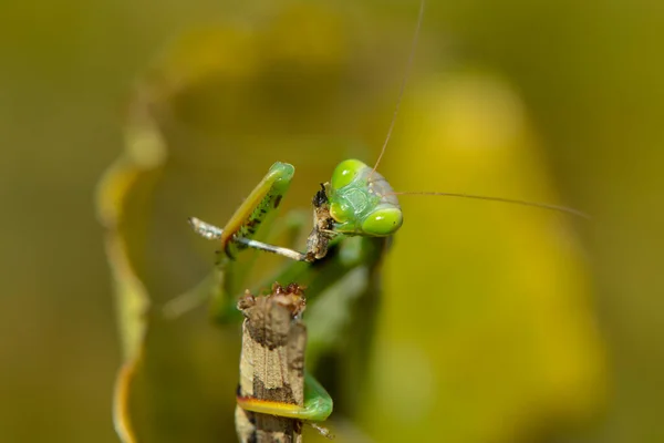 Mantis Πιάνει Μπλε Wasteland Bug — Φωτογραφία Αρχείου