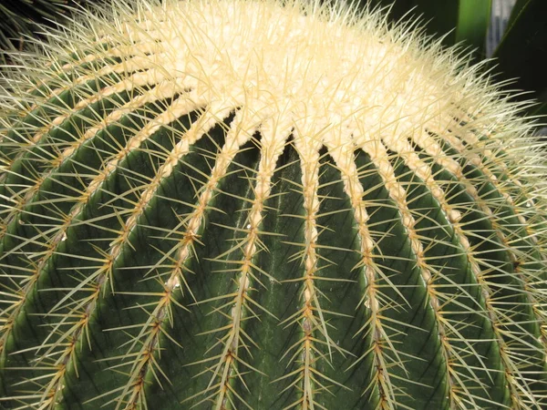 Rund Kaktus Svärmorssäte Guldkaktus — Stockfoto