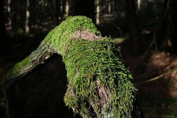 Árvore Floresta Ramo Musgo Floresta Morto Fundo Verde — Fotografia de Stock