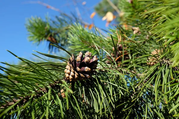 Floresta Inverno Outono Abeto Árvore Floresta Cones Pinheiro Cones Ramo — Fotografia de Stock