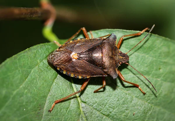 Käfer Auf Blatt Schnabel Biene Käfer Insekt Natur — Stockfoto