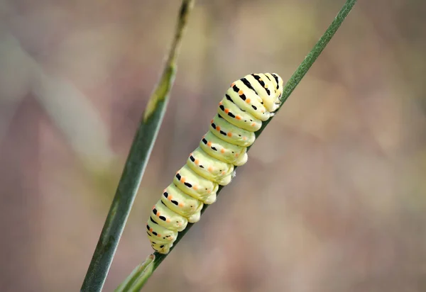 Cola Golondrina Mariposa Pupa Oruga —  Fotos de Stock