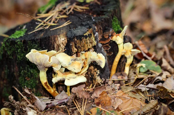 Cogumelo Cogumelos Chão Floresta — Fotografia de Stock