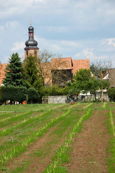 Groene Asperges Rheinzabern — Stockfoto