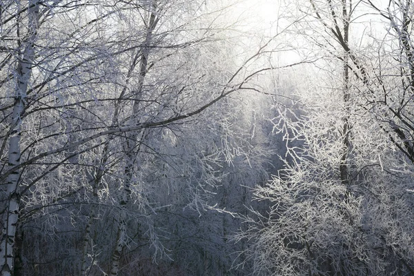 Nasce Dal Grano Ricoperto Neve Inverno Foto Primo Piano Fattoria — Foto Stock