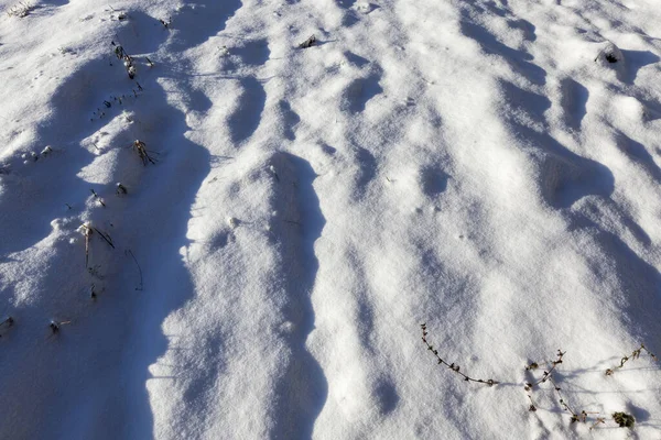 冬に雪に覆われた小麦から茎 農場の写真がクローズアップされ — ストック写真