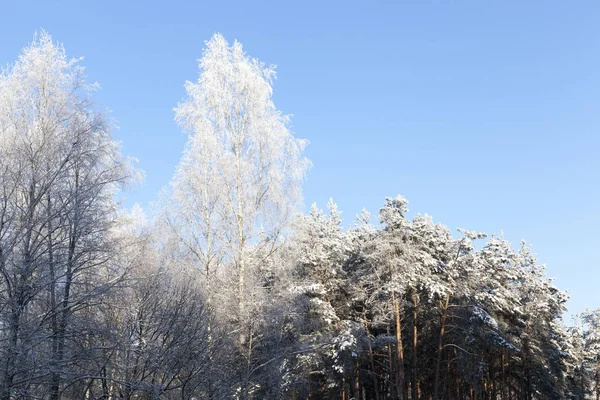 Árvores Cobertas Neve Floresta Temporada Inverno Uma Foto Uma Paisagem — Fotografia de Stock