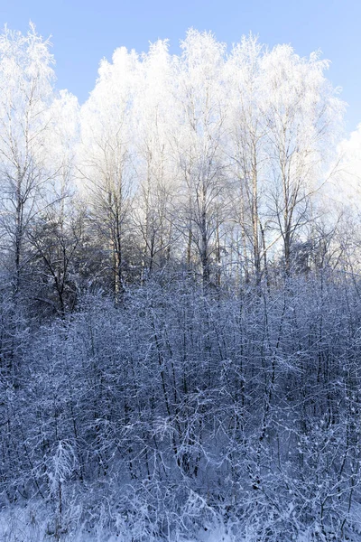 Árboles Cubiertos Nieve Bosque Temporada Invierno Una Foto Paisaje Con — Foto de Stock