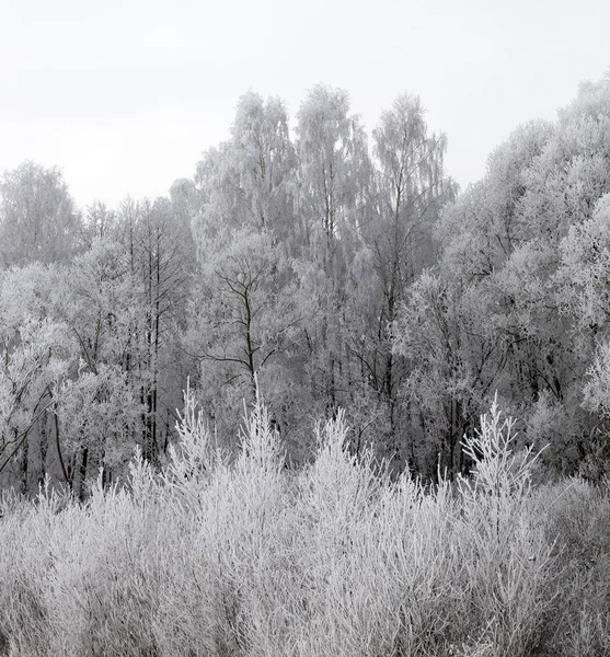 Árboles Cubiertos Nieve Bosque Temporada Invierno Una Foto Paisaje Con —  Fotos de Stock