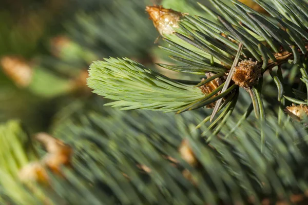 Lonely Spruce Snow Frost Freezing Photo Tree Hill — Stock Photo, Image