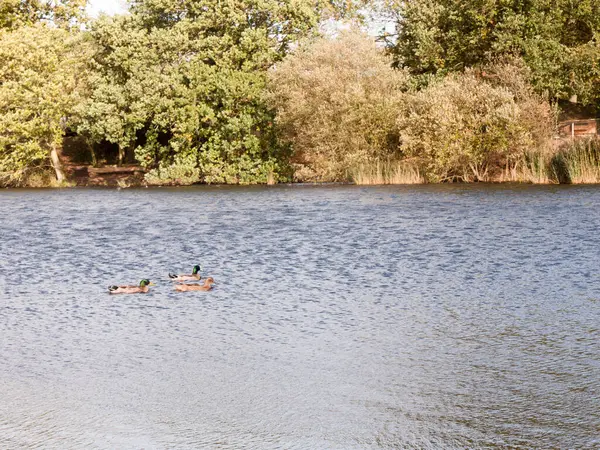 3頭のマガモ1頭のメス2頭のオスが夏に湖の水面を泳ぎ — ストック写真