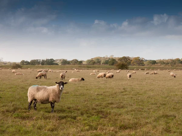 Красивое Фермерское Поле Овцами Пасущимися Траве Летний День Один Стоящий — стоковое фото