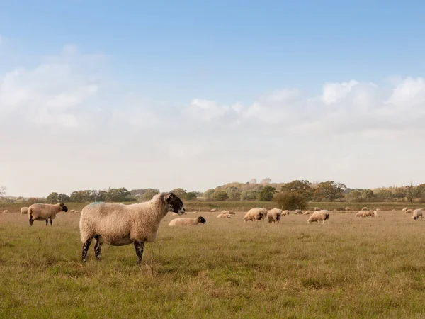 Hermoso Campo Granja Con Ovejas Pastando Hierba Día Verano Uno — Foto de Stock