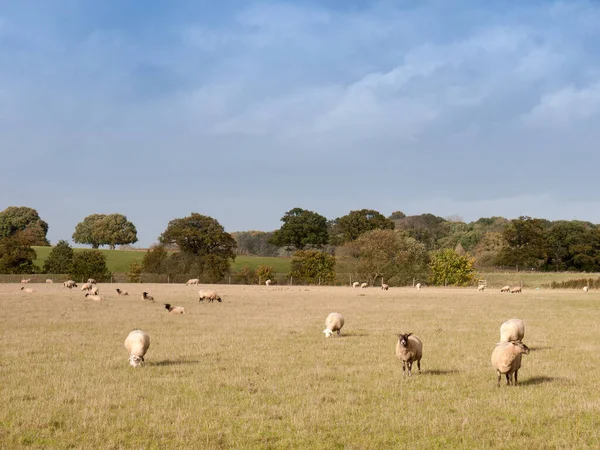 Beautiful Farm Field Sheep Grazing Grass Summer Day — Stock Photo, Image