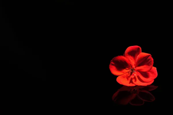 Fleur Géranium Rouge Sur Piano Noir — Photo