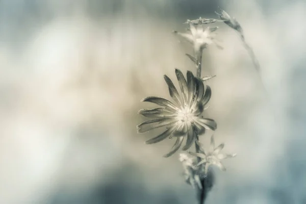 Foto Artística Monocromática Una Flor Silvestre Enfoque Suave Colores Pastel — Foto de Stock