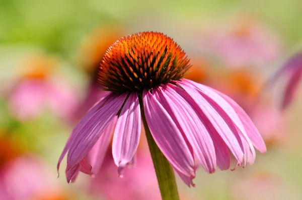 Szántóföldi Növény Virágszirmok Tűlevelűek — Stock Fotó
