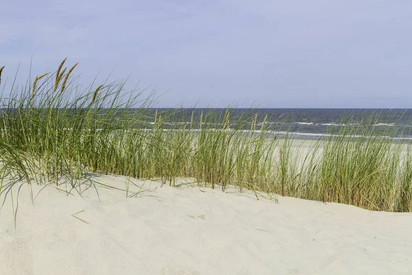北海岸上美丽的沙丘和沙丘草 — 图库照片