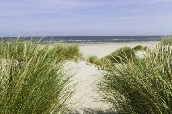 Bellissime Dune Sabbia Con Erba Duna Sulla Costa Del Mare — Foto Stock