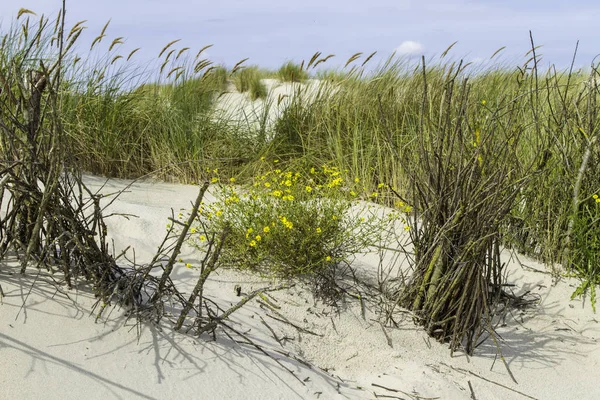 北海沿岸に砂丘草が茂る美しい砂丘 — ストック写真