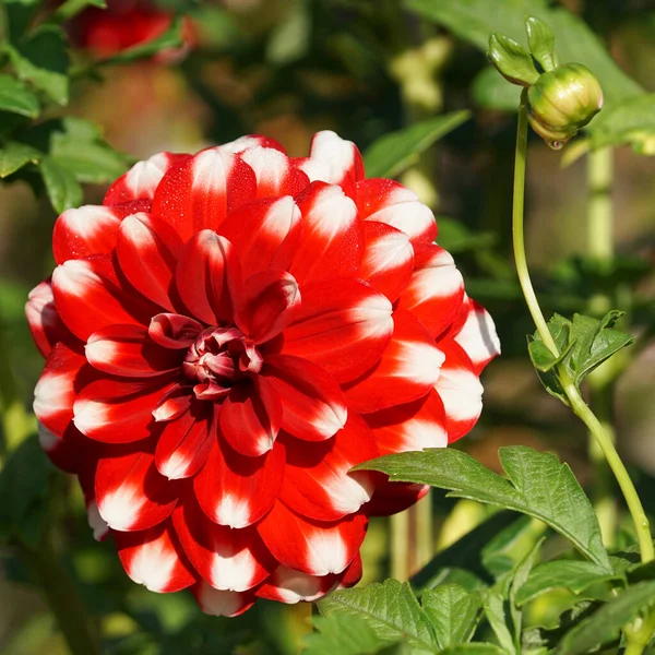 Dahlia Dahlia Zomerbloemen — Stockfoto