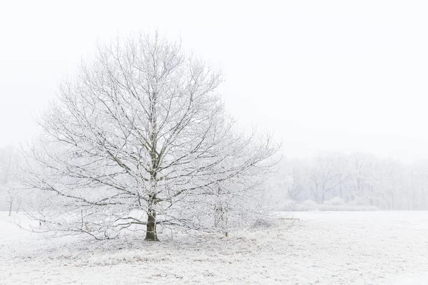 Árvore Nevoeiro Coberto Com Geada — Fotografia de Stock